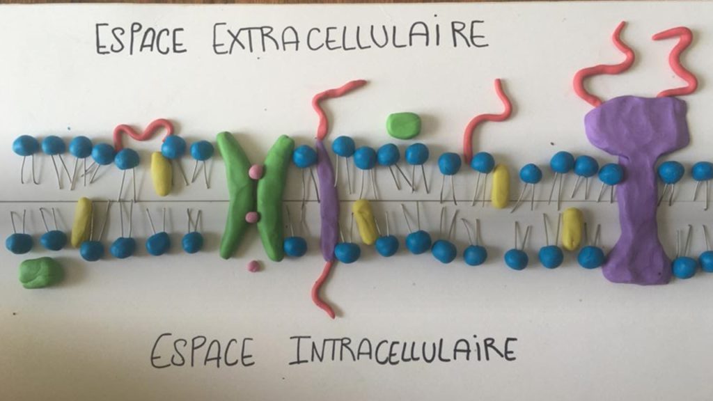 Year 12 students made plasma membrane with everyday objects!